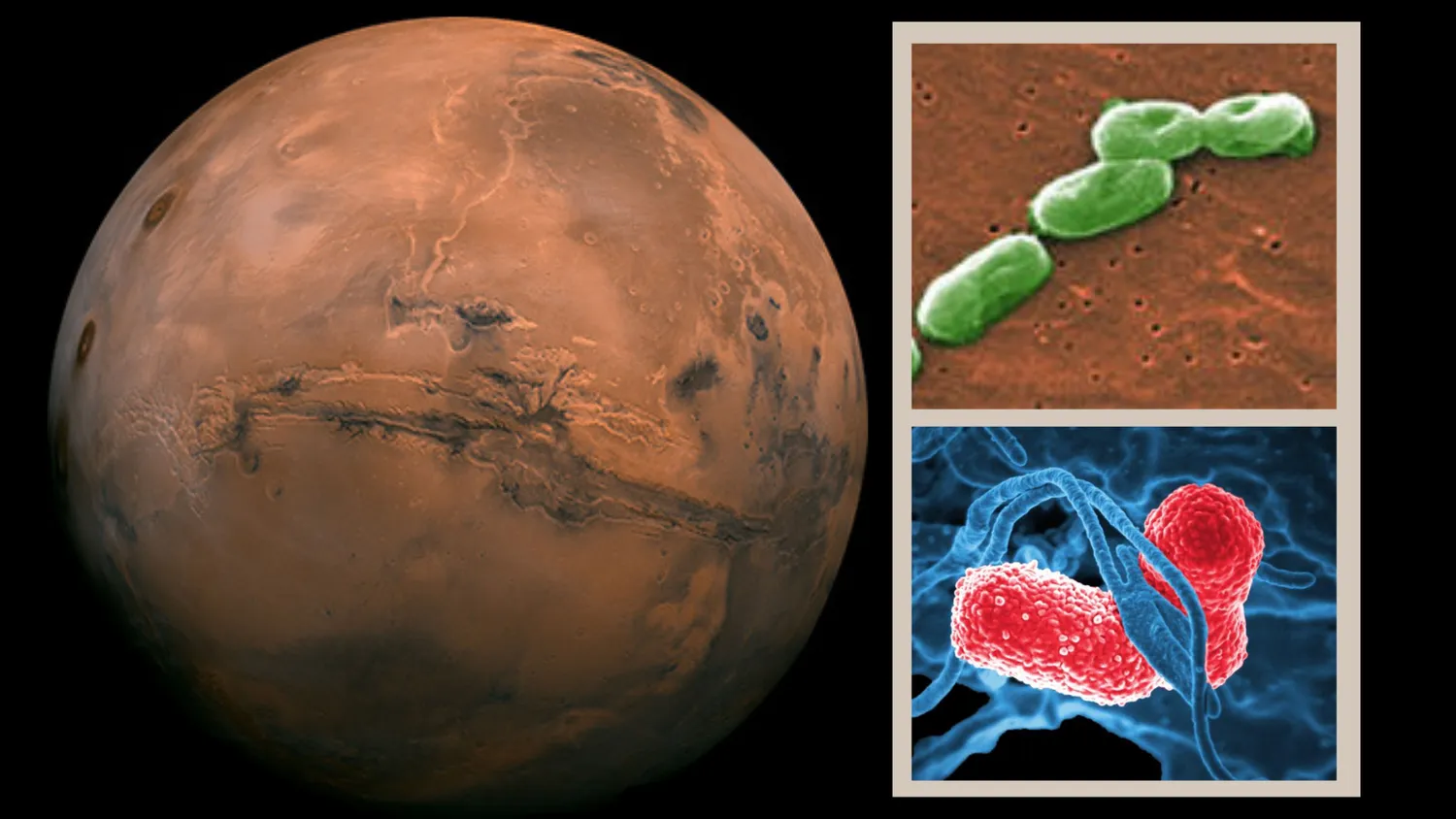 Mehr über den Artikel erfahren Wissenschaftler warnen: Astronauten könnten mit ihren Darmbakterien versehentlich Mars-Missionen gefährden